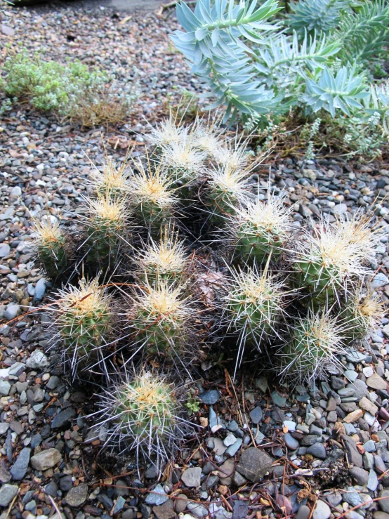 a cactus in a rock garden with other plants