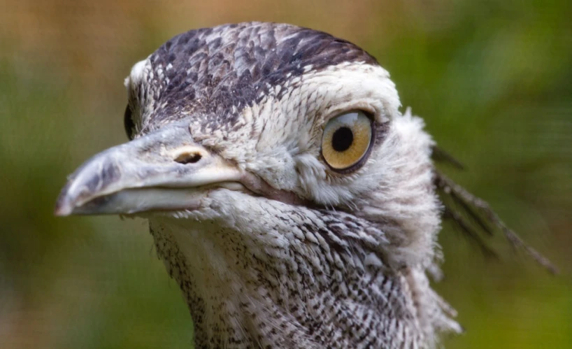 close up of a bird with the head of a bird with a long beak