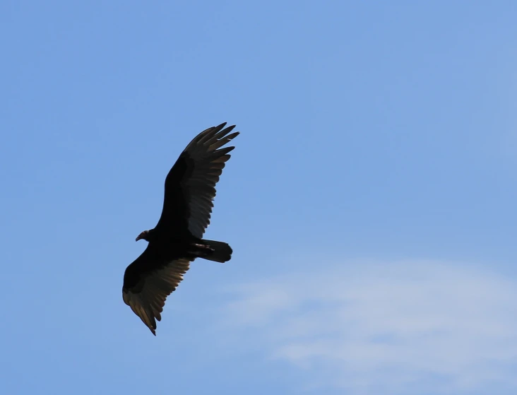 a large bird with it's wings open flying across the blue sky