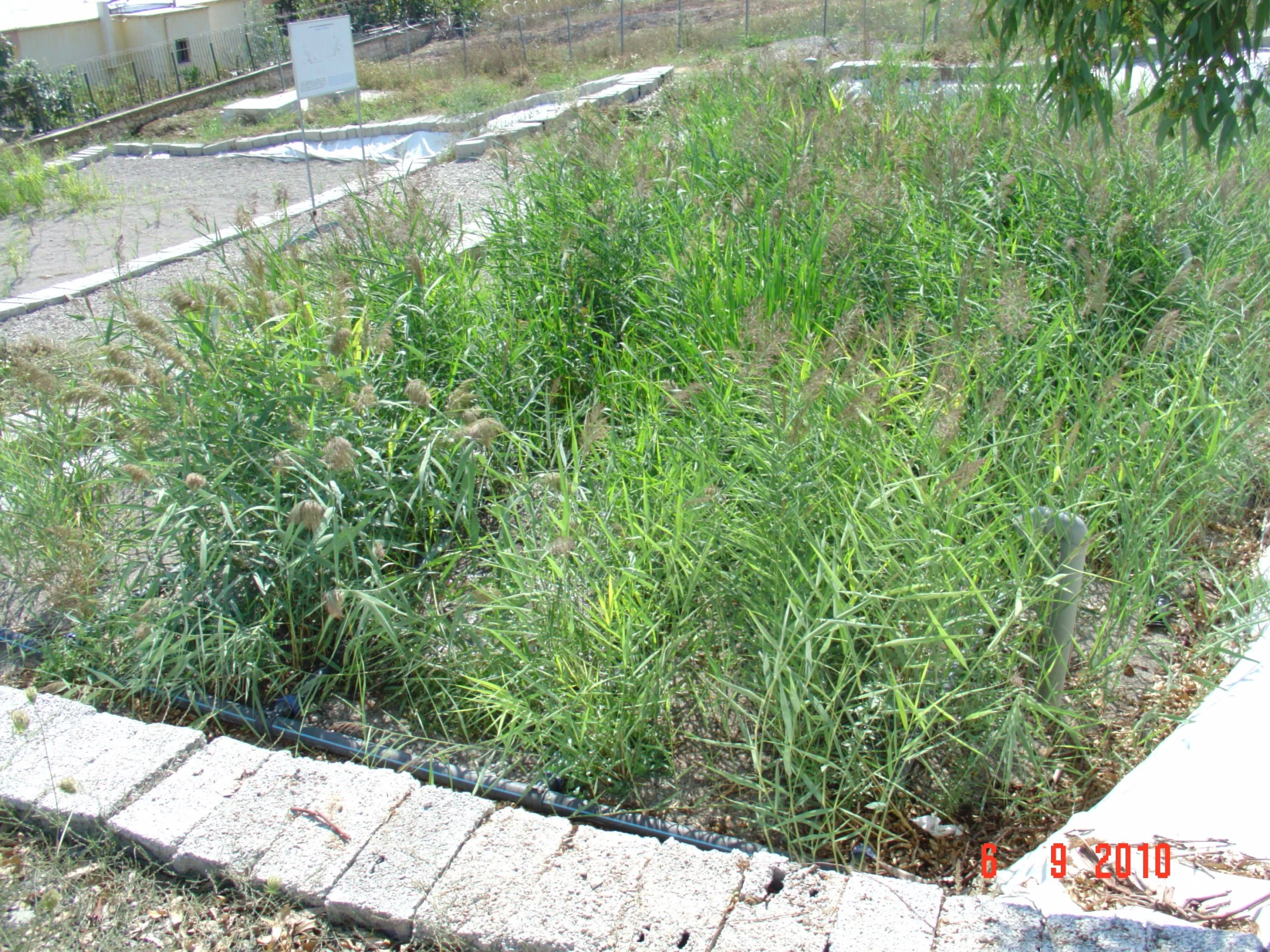 an image of some grass in the middle of the road