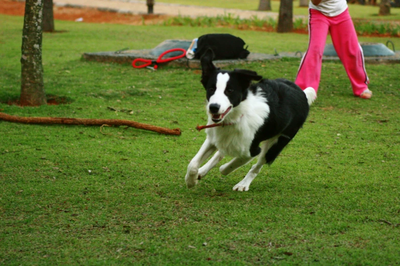 a woman playing with her dog in the park