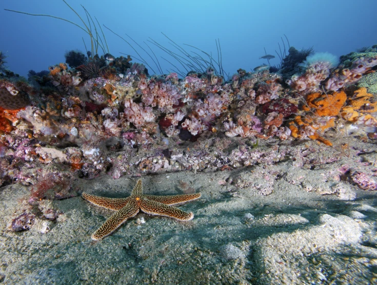 a sea star in shallow water among sponge and coral