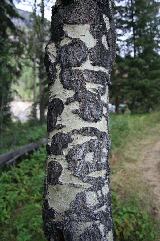a close up of a tree trunk with several elephants on it