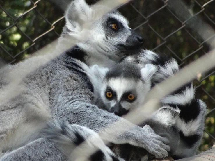 two ring tailed animals in an enclosure at the zoo