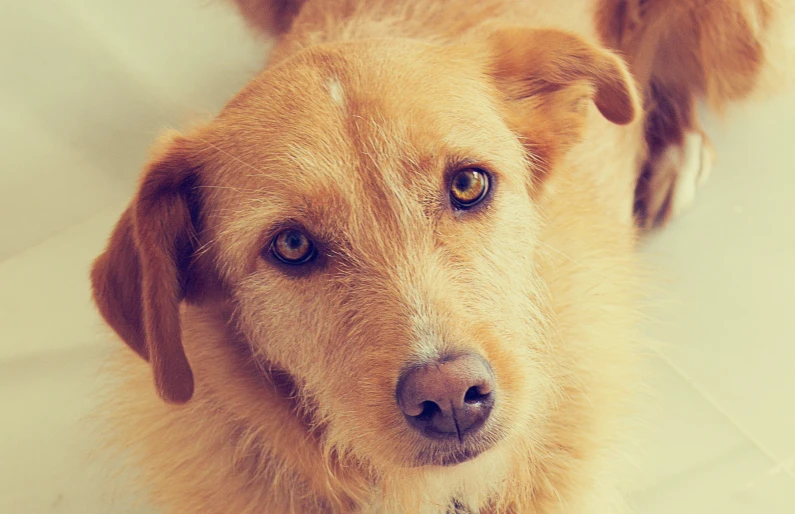 a close up picture of a dog that appears to be very large