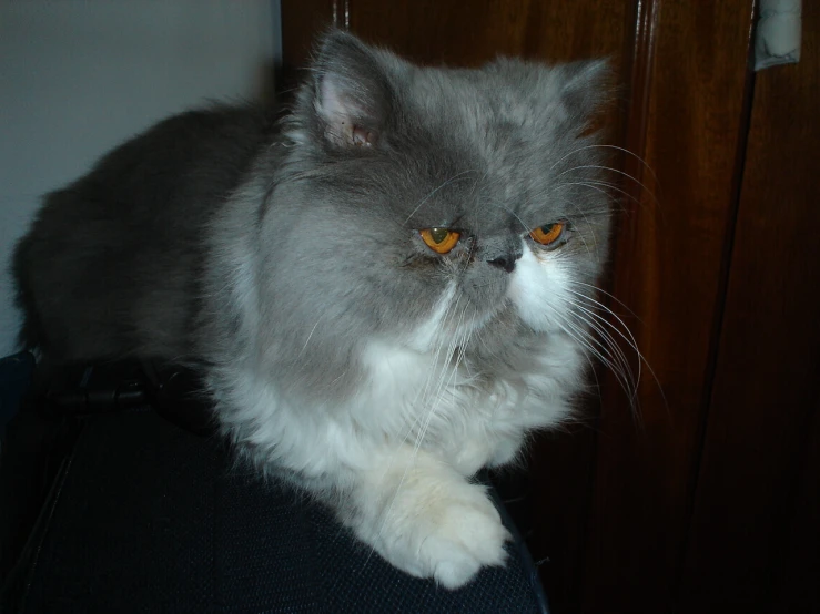 an adult grey and white cat with yellow eyes sitting on someone's lap