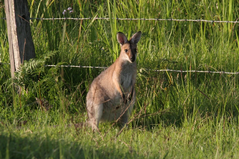 a kangaroo standing in tall grass behind a barbed wire fence