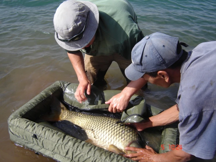 two men examine a large fish in a boat