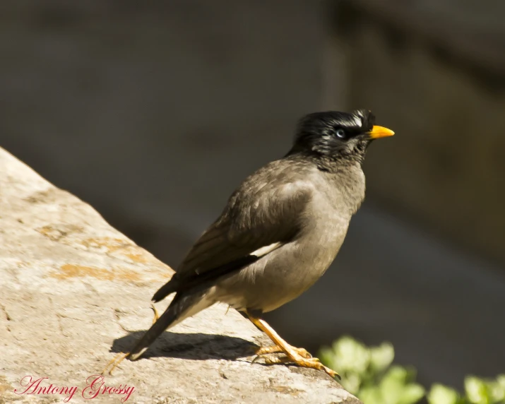 a bird stands at attention on the edge of a wall