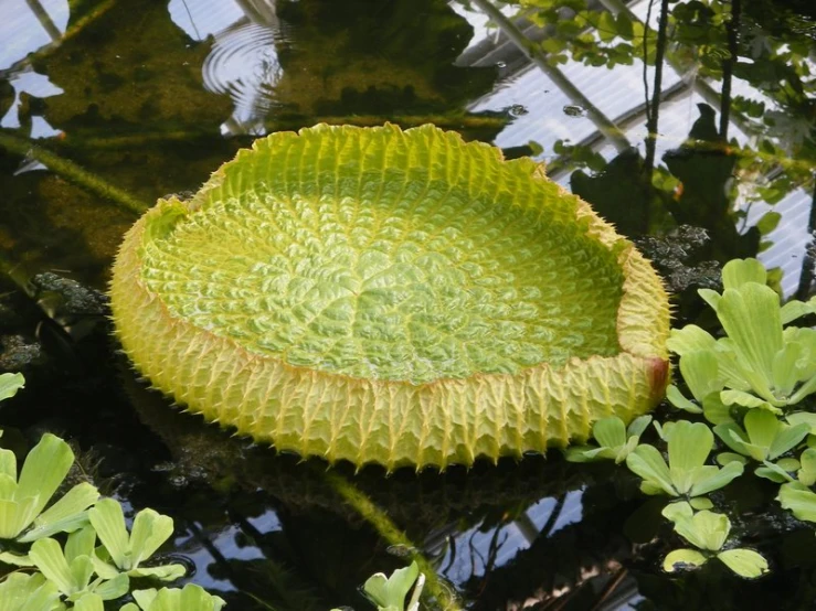 a large round leafy shaped bowl in the water