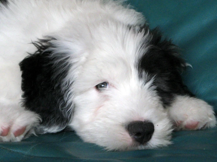 a black and white dog laying down with it's eyes closed