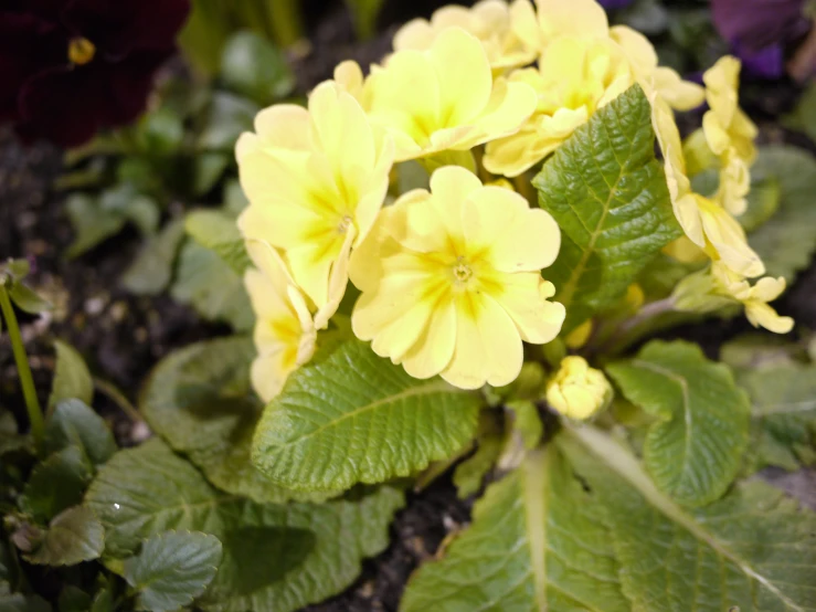 yellow flower blooming from top of plant and surrounded by greenery