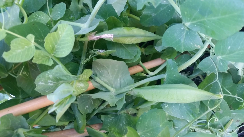 closeup of leaves growing on the vine