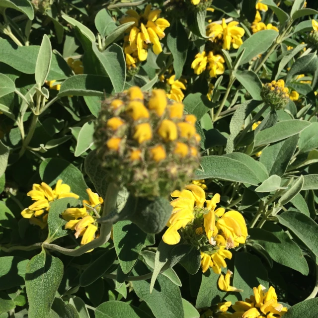 a plant with some yellow flowers and green leaves