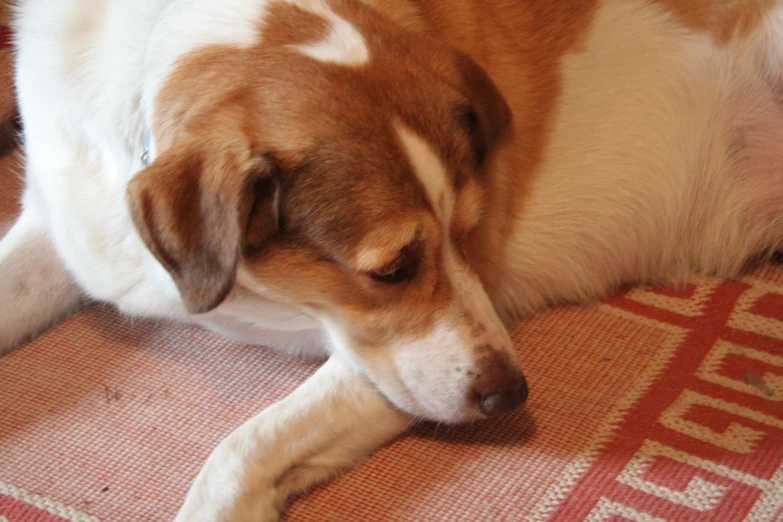 a dog laying on the floor next to a cat