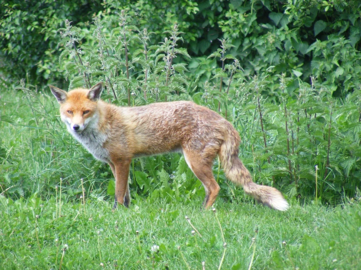 a small red fox stands in the middle of a grassy area