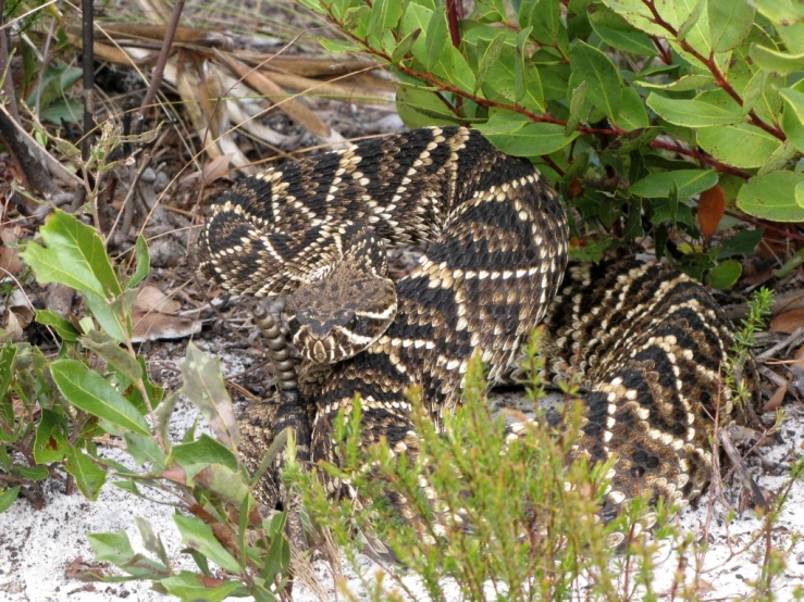 a large lizard sits on the ground among bushes