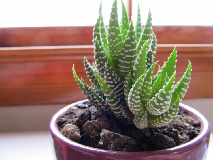 the small potted plant is green and has white spots