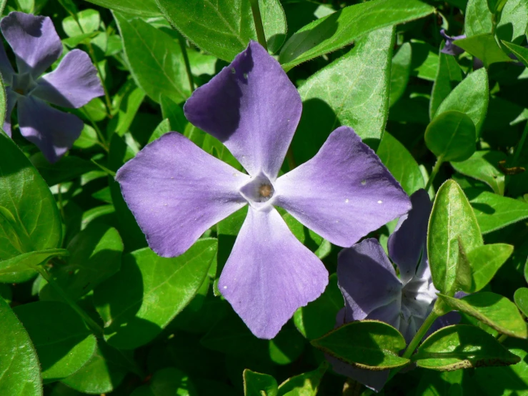 purple flowers blooming on the green leaves of trees