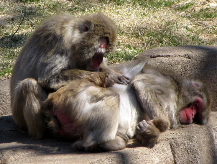 two baboons laying on top of each other