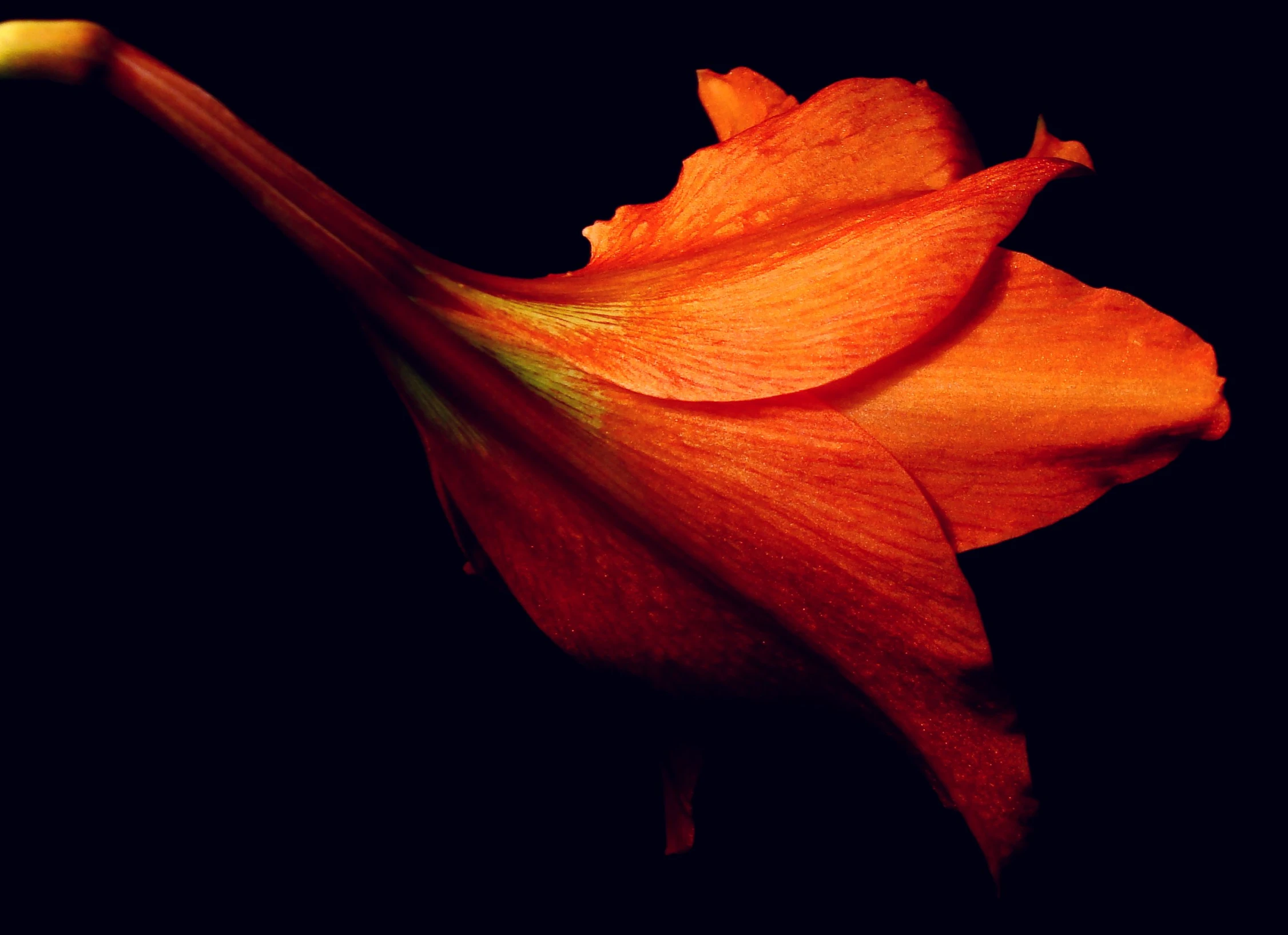 the back end of a flower is orange