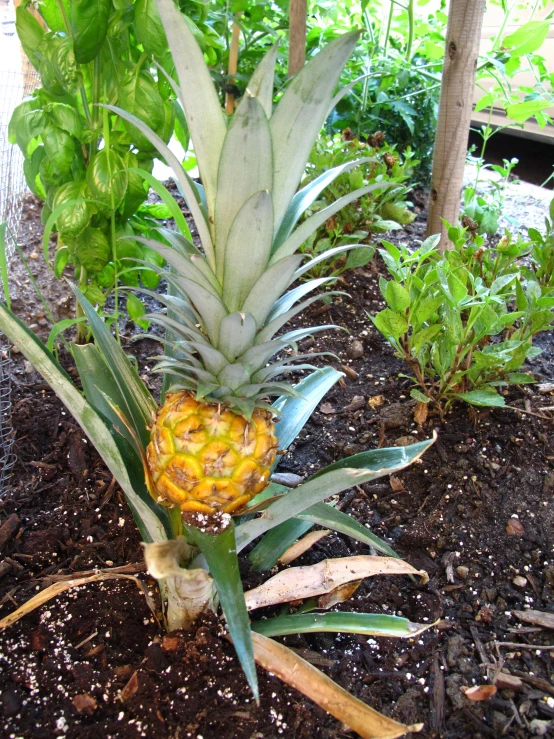 this is a pineapple plant with a fruit in the center
