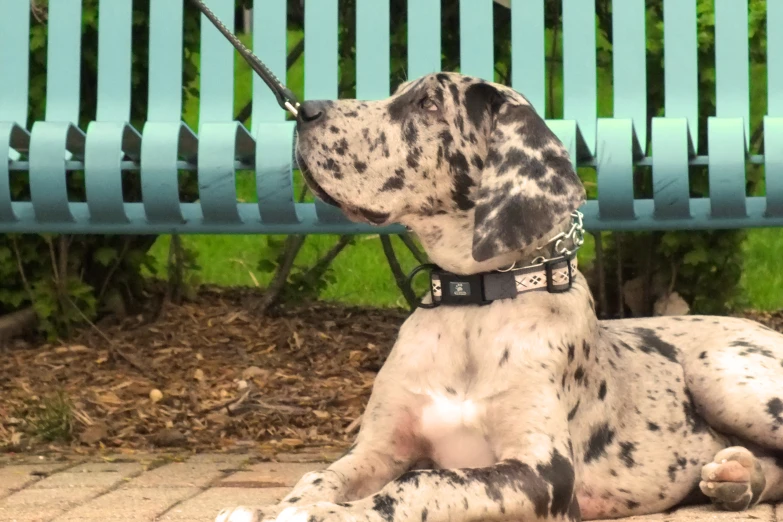 a dalmatian dog laying on the ground near a bench