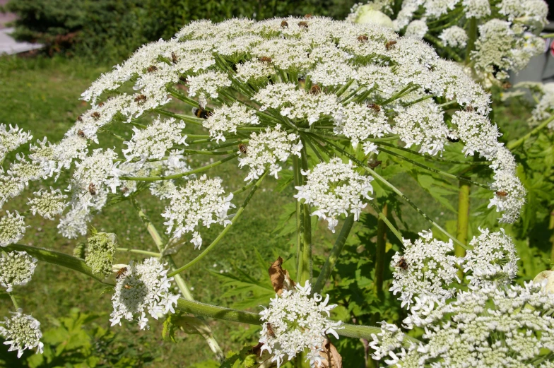 a field of white flowers surrounded by greenery