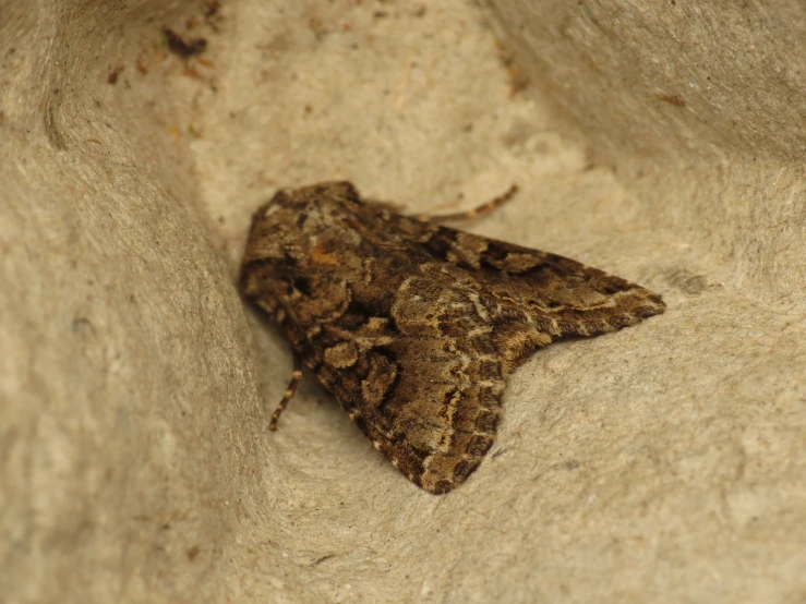 a large moth is standing on the sand