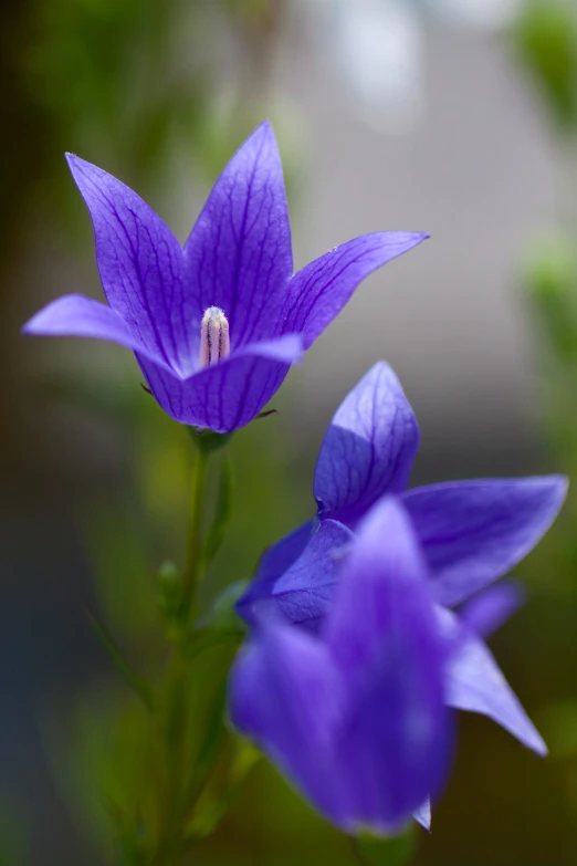 a purple flower that is very tall and blue