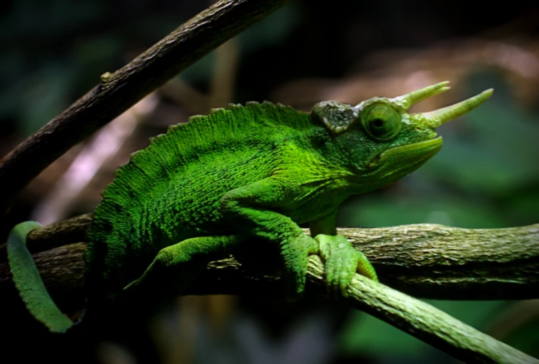 a green, green and yellow chamelon sitting on a nch