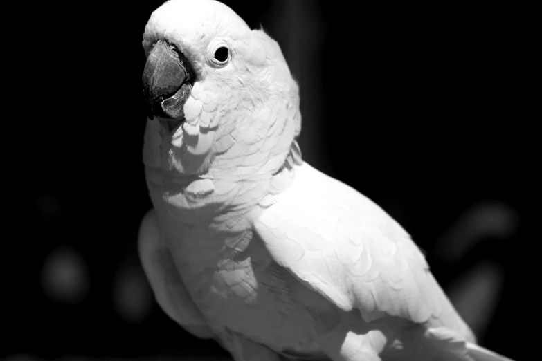 black and white image of a parrot standing on its perch