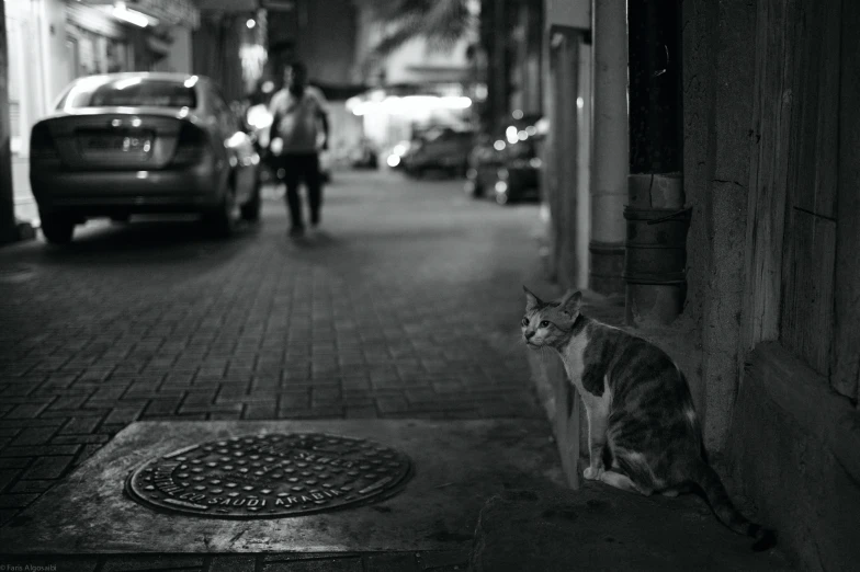 black and white pograph of a cat sitting on a sidewalk