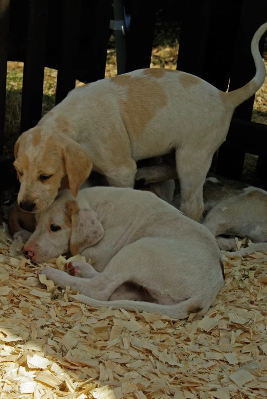 two white dogs and a puppy sitting together in the shade