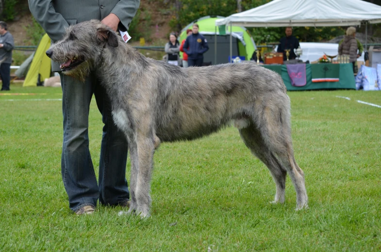 a grey dog standing in the grass with a man in background