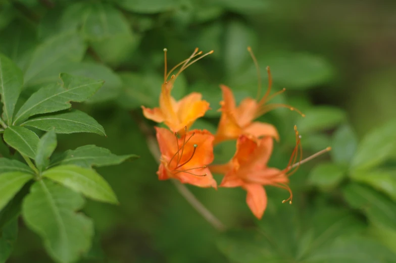 two orange flowers with green leaves around them