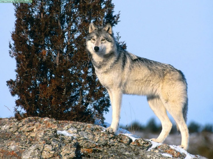 a grey wolf is standing in the snow
