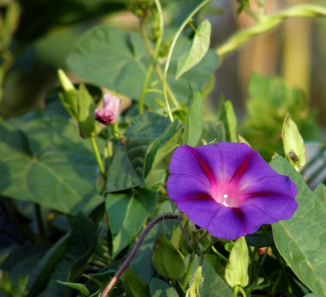 a purple flower is in the middle of green leaves