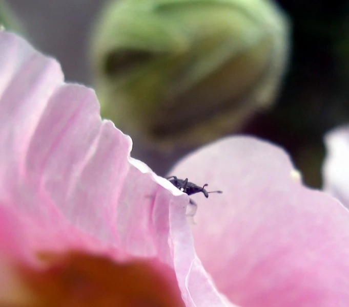 an insect on a flower with a blurry background