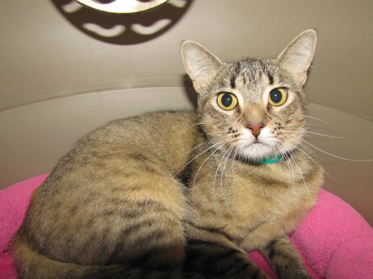 cat with a bow on its collar sitting in a cat bed