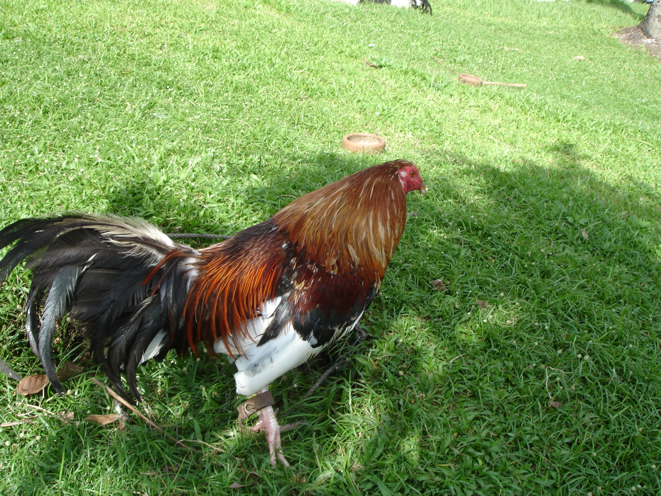 a red and black rooster stands in the grass