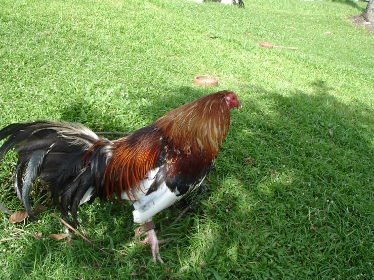 a red and black rooster stands in the grass