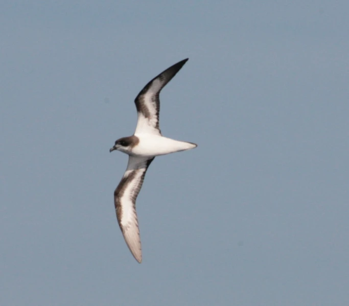 a seagull flying in the sky with it's wings spread out