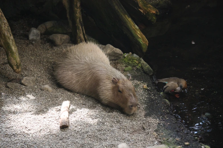 a big furry bear lays down and licks some food