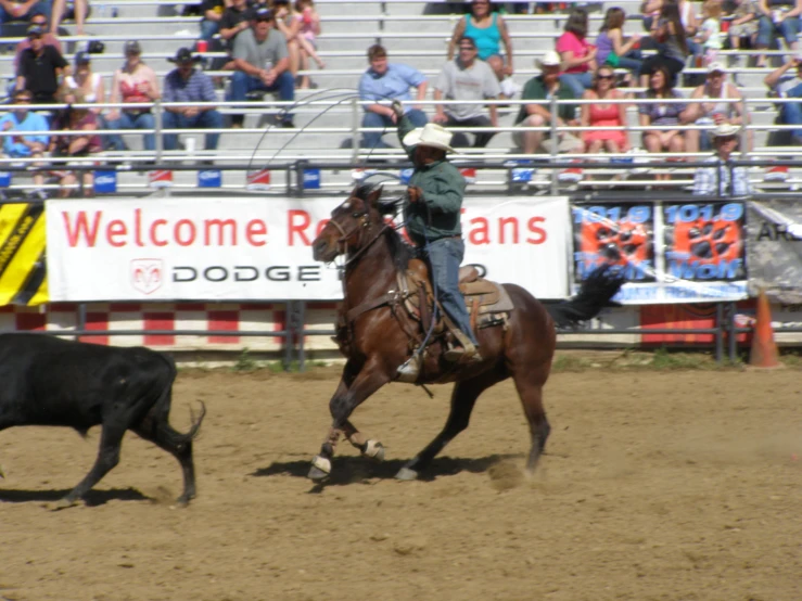 a man on a horse with a lasso chasing a steer