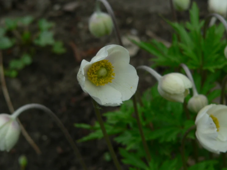 this is a group of flowers blooming in a yard