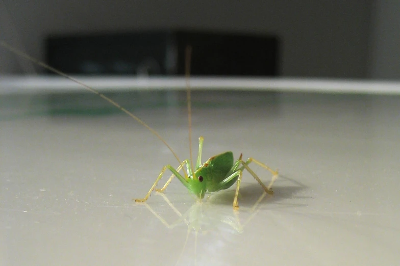 a close up of a green insect on a table