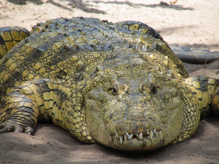 a close up of a large alligator laying on dirt