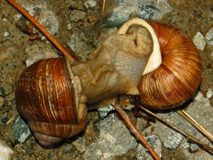 the snail has two large brown shells on his back