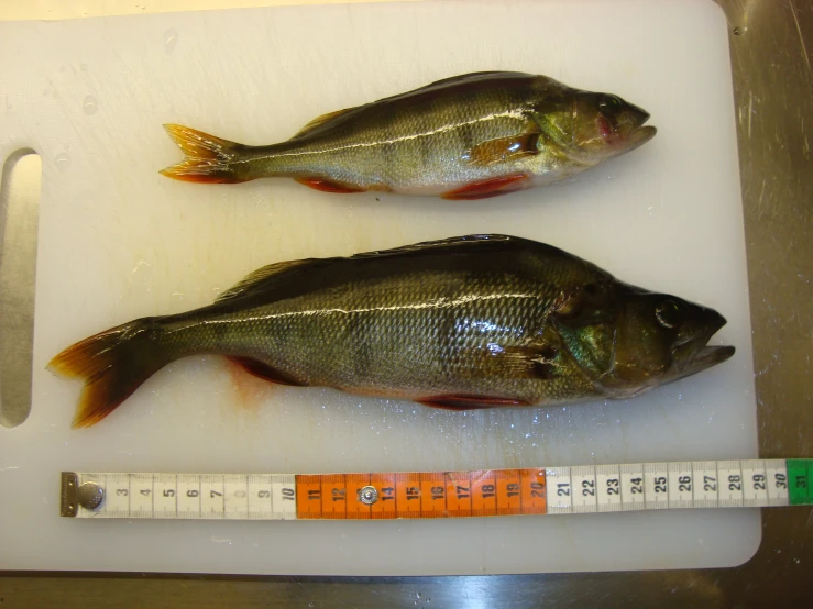 two dead fish sitting next to a measuring tape on a white counter